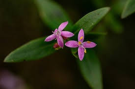 Image result for Otiophora pycnostachys