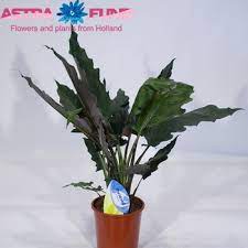 There is no particular flowering season. Alocasia Lauterbachiana