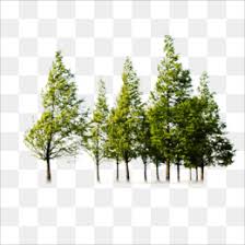 Free korean pine png images, pine family, pine, spruce pine, korean, korean flower arrangement, korean cuisine, korean wave, korean idol, korean drama. Pine Tree Png Pine Tree Silhouette Pine Tree Branch Pine Tree Forest Cartoon Pine Tree Pine Tree Outline Snowy Pine Tree Pine Trees With Snow Green Pine Tree Cleanpng Kisspng
