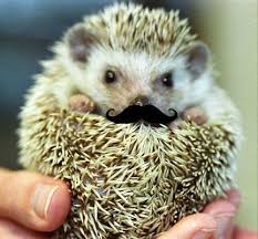 2 Fave Things Hedgehogs And Mustaches Hedgehog Pet Cute Animals Baby Hedgehog