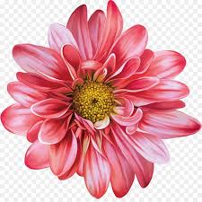 Realistic Colored Pencil Flower Drawing Google Search Digital Flowers Flower Painting Flower Drawing Just like drawing a cat, knowing the inner structure of a flower can inform the choices you make once you put pencil to paper. realistic colored pencil flower drawing