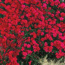 Shop for perennial flower seeds plant information type: 3 40 To 30 F Red Perennials Plants Garden Flowers The Home Depot