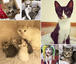 We are currently offering remote adoptions in both los angeles and new york city. Animal Shelters Adoption Centres In Kl Selangor 2021 Pledgecare