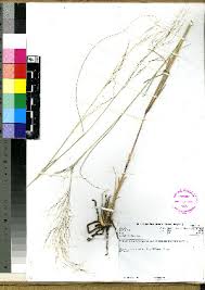 Image result for Aristida rhiniochloa