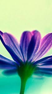 1920x1080 best hd wallpapers of flowers, full hd, hdtv, fhd, 1080p desktop backgrounds for pc & mac, laptop, tablet, mobile phone. 50 Purple Flower Wallpaper For Iphone On Wallpapersafari