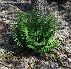 Holly beim führenden marktplatz für gebrauchtmaschinen kaufen. Plantfiles Pictures Cyrtomium Species Arching Japanese Holly Fern Cyrtomium Fortunei Var Clivicolum By Killdawabbit