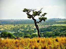 O senac tem orgulho de atender a população de goiânia e região em diversas modalidades de cursos livres, técnicos, de extensão, de graduação. Thick Logging Goias Free Photo On Pixabay