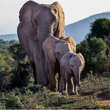 One Morning I Shot An Elephant In My Pajamas Movie Beautiful Family Credit Iloveelephant262 Elteeshop Com For Info About Promoting Your Elephant Art Elephants Photos Elephant Images Animals Beautiful