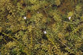 Image result for Elodea