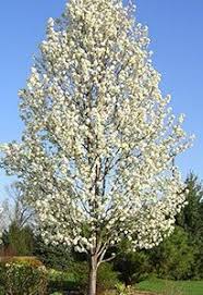 Maybe you would like to learn more about one of these? Pin On Plants Misc