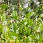 Image result for Dovyalis macrocalyx