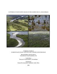 Image result for Panicum chambeshii