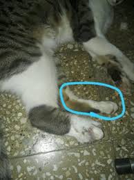Kedimin Patisi Sisti Bilgisi Olan Var Mi Kizlarsoruyor