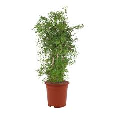 Image result for Polyscias kivuensis