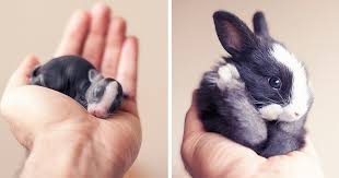 30 Days Of My Baby Bunnies Growing Up Bored Panda