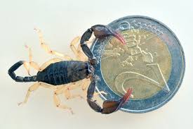 È arrivato il momento di parlare di altre specie. Gli Scorpioni Italiani E Quello Napoletano Gli Euscorpius Il Golfo 24