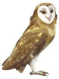 Marella Guardians Of Ga Hoole Wiki Fandom Powered By Wikia Guardians Of Ga Hoole Owl Photography Creature Art
