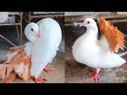 Yellow Tail Mark Fantail Pigeon Fantail Pigeon Youtube Fantail Pigeon Fancy Pigeon Pigeon