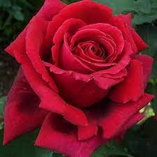 Red N Fragrant Ludwig S Roses Hybrid Tea Roses Fragrant Roses Tea Roses