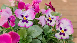 Use your painting skill to paint your family pet image. How To Grow And Care For Pansies