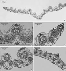 Image result for Setaria lindenbergiana