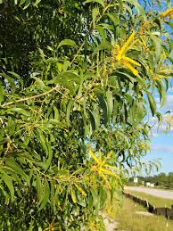 Image result for Acacia auriculiformis