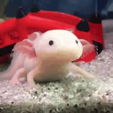 Lego and minecraft have a large teen/adult fan base, this video is aimed at general audiences. Axolotl Gifs Tenor