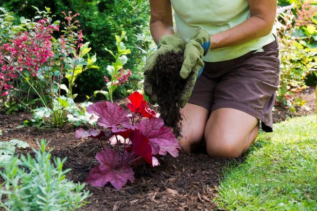 Image result for Re-mulch plant"