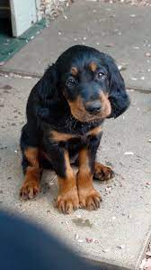 Many gordon setter dog breeders with puppies for sale also offer a health guarantee. Gordon Setter Puppies Cheap Online