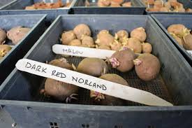 The oblong shape of the tuber is smooth, flattened, and medium red in color. Planting Potatoes The Martha Stewart Blog