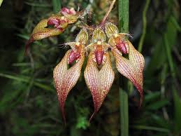 Image result for Littonia modesta