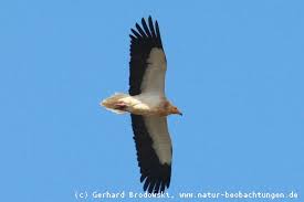 Am häufigsten sind kolkraben, kaum kleiner als der mäusebussard und oft paarweise unterwegs. Flugbilder Greifvogel Singvogel Enten Ganse Deutschland Natur Beobachtungen
