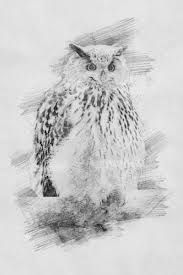 Gambar burung hantu dengan jenis sketsa juga banyak digemari. Sketsa Burung Hantu Stok Foto Sketsa Burung Hantu Gambar Bebas Royalti Depositphotos