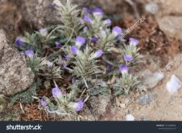 Image result for Blepharis acanthodioides