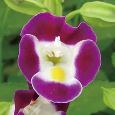 Image result for Torenia thouarsii
