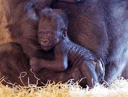 A Baby Western Lowland Gorilla Born At The United Kingdom S Twycross Zoo On January 3 Adds A Third Generation To Their Already C Baby Gorillas Zooborns Gorilla