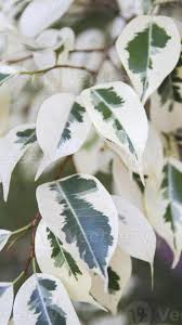 Image result for ficus benjamina en casa