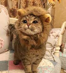  150 Cute Animal Pet Ideas Cats Ragdoll Cats