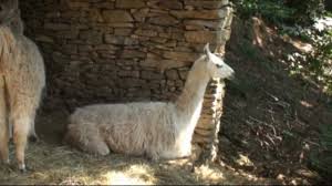 Ici les maisons sont pisé, les rues sont des pistes, les montagnes culminent jusqu'à 5000 m, les paysages sont des déserts arides remplis de cactus contrairement à ce que tintin vous a laissé croire, les lamas ne vous crachent pas dessus. Les Lamas De La Montagne Noire Aude Youtube