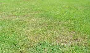 During the first year of growth, be careful when letting your pets out in your. Stubby Root Nematode Trichodorus Obtusus Cobb