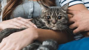 Everything you need to know. Can A Cat Be Autistic Exactly What To Expect Animals Cell
