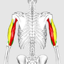 Shoulder pain from teres and infraspinatus muscles treated with graston technique chandler. Triceps Wikipedia