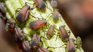 Spray infested plants with a sharp spray of water and rinse the aphids from the foliage. Aphids On Vegetables Usu