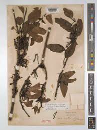 Image result for Globimetula anguliflora