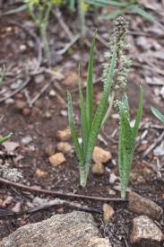 Image result for Siphonochilus longitubus