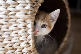 Whether your cat is vomiting, has diarrhea, or is experiencing both, try to withhold food for 24 hours. What Are The Signs Of Stress In Cats Catster