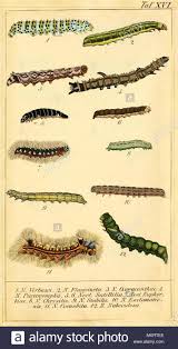 Vintage Art Chart Of Various Caterpillar Species Stock Photo