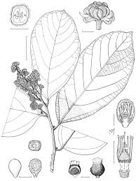 Image result for Grewia schmitzii