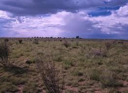 Image result for Helinus spartioides