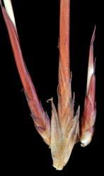 Image result for Tetraria